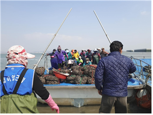경기도, 어촌 소득원 '새꼬막' 양식 300톤으로 늘린다 