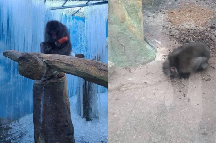 고드름 투성이의 사육장에서 제보자가 건넨 당근을 손에 쥐고 있는 원숭이(왼쪽)와 땅에 흐르는 물을 핥아먹는 또 다른 원숭이의 모습. / 사진=제보자 블로그 게시글 캡쳐