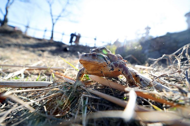 두꺼비 성비불균형, 꿀벌 실종…모든 게 기후변화의 역습
