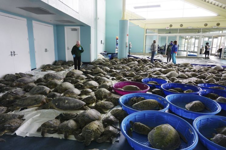 사우스파드리섬 컨벤션센터에 보관되고 있는 바다거북이들의 모습 [이미지출처=AP연합뉴스]