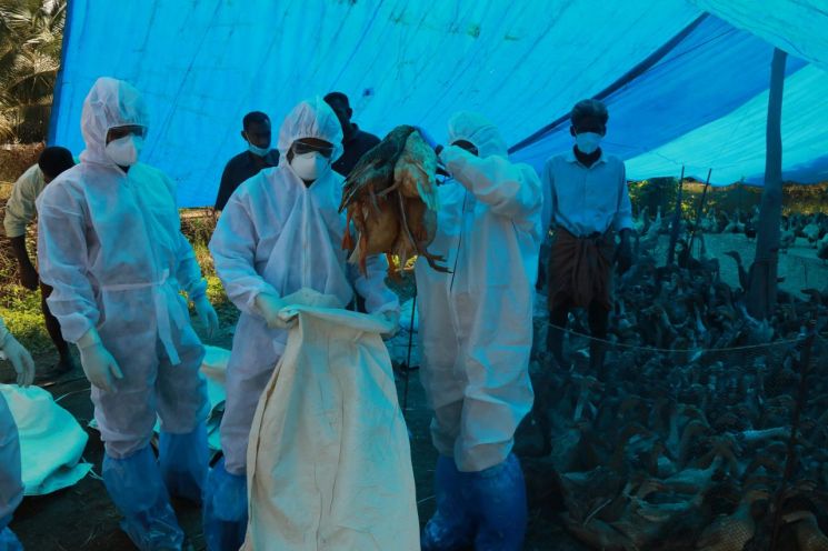 러시아 "조류 인플루엔자 H5N8형 첫 인간 감염 사례 확인"