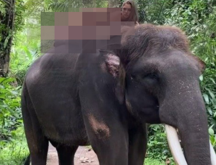 알몸으로 코끼리 올라탄 러시아 모델…'동물 학대' 뭇매