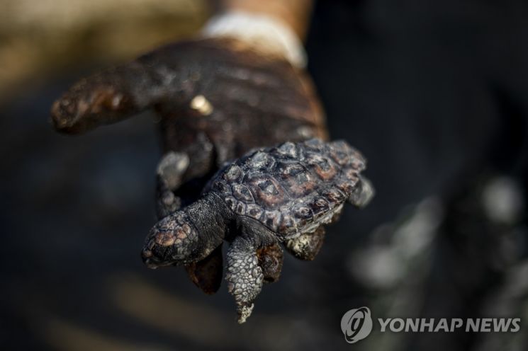 20일(현지시간) 한 바다거북이 해양 기름유출 사고가 발생한 이스라엘 지중해변에서 타르를 뒤집어쓴 채 죽어 있다. [이미지출처=연합뉴스]