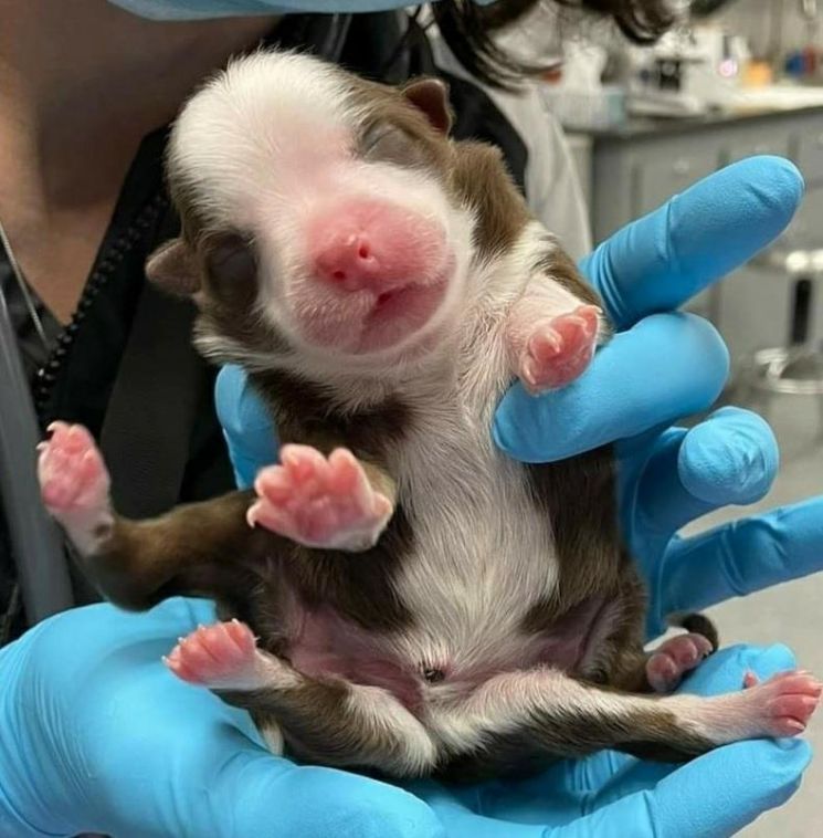 쌍둥이가 한 몸에서 태어난 다리 6개 강아지…"기적적으로 살아남아"