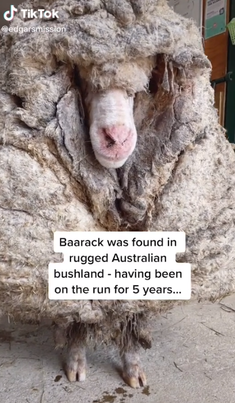 “Only 35 kg of hair contaminated with excrement”…  Pangol metamorphosis of the furry giant sheep