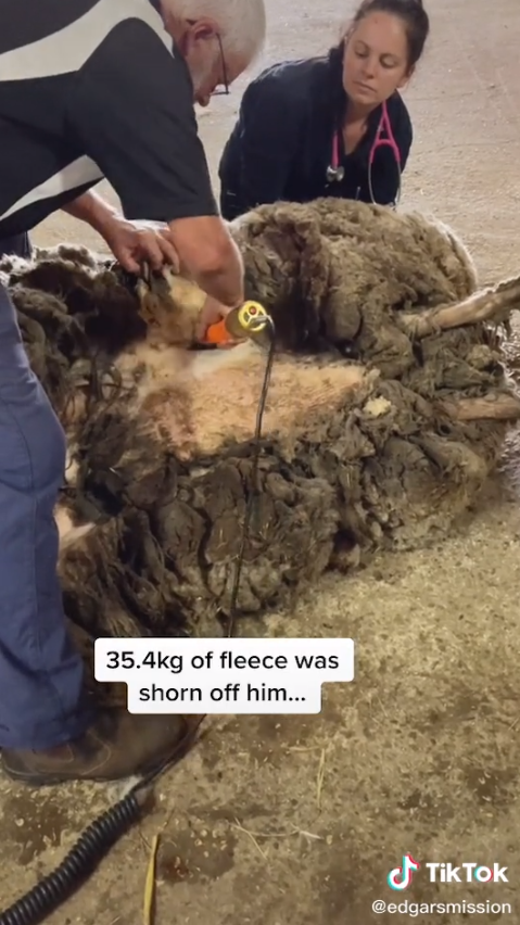 "배설물로 오염된 털만 35kg"…털북숭이 거대 양의 환골탈태