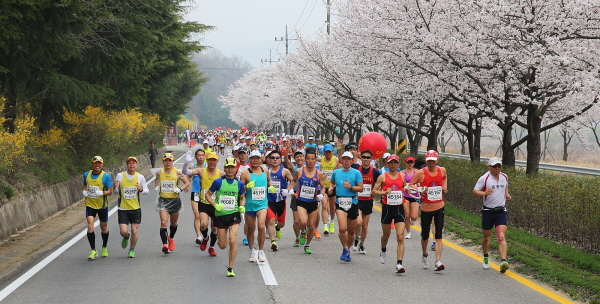 합천군, 제20회 벚꽃 마라톤대회 전면취소