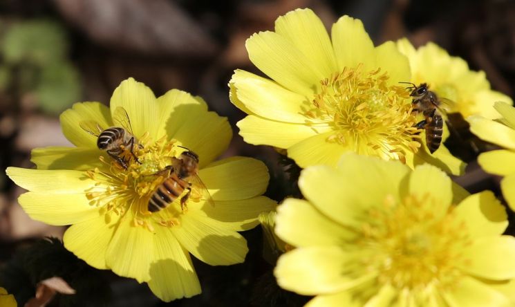 복수초 찾은 꿀벌. 사진은 기사 중 특정 표현과 관계없음. [이미지출처=연합뉴스]