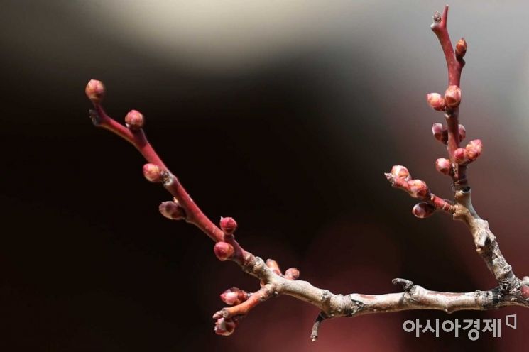 눈과 비가 그친 2일 서울 중구 남산골한옥마을에서 매실나무 꽃봉오리가 생명의 기운으로 가득 차 있다. /문호남 기자 munonam@