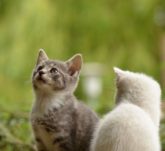 광주서 첫 반려동물 코로나 ‘확진’…확진자 키우던 고양이 최종 ‘양성’