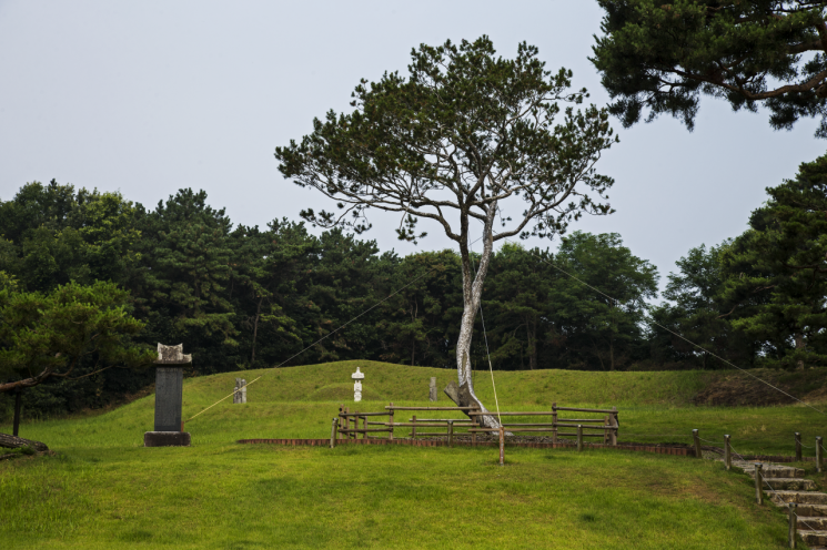 추사 김정희가 연경에서 가져와 증조부 묘 앞에 심은 예산 용궁리 백송.