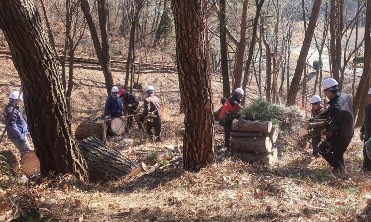 경남 양산시가 소나무재선충병 피해를 막기 위해 소나무 고사목 제거 작업을 하고 있다.(사진=양산시)