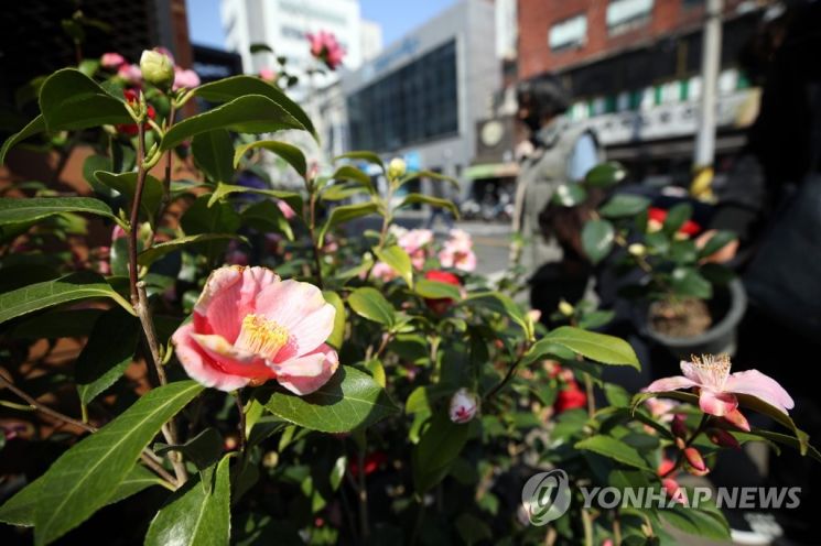 낮 기온이 10도 이상으로 올라 포근한 날씨를 보인 8일 오후 서울 종로 꽃 시장. 사진=연합뉴스