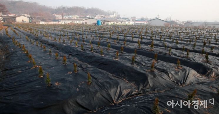 한국토지주택공사(LH) 일부 직원들의 광명ㆍ시흥 신도시 땅 투기 의혹이 제기된 경기도 시흥시 과림동의 한 토지에 10일 묘목이 심어져 있다./시흥=김현민 기자 kimhyun81@
