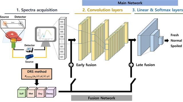 소고기 신선도 분류를 위한 심층 스펙트럼 네트워크 개략도. 신선도를 분류하기 위해 필요한 입력 데이터는 분광기로부터 측정된 스펙트럼임. 신선도와 높은 상관관계를 보이는 마이오글로빈 단백질들의 비율은 DRS를 통해 스펙트럼으로부터 산정될 수 있고, 스펙트럼과 마이오글로빈 비율의 정보를 융합하여 최종적으로 딥러닝 모델이 쇠고기의 신선도를 추론함. 그림제공-광주과학기술원