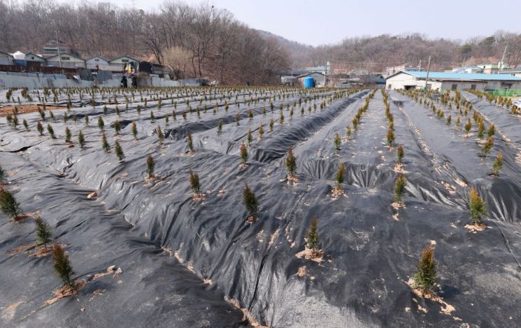 지난 10일 오후 경기 시흥시 과림동의 LH 직원 투기 의혹 토지에 나무 묘목들이 심어져 있다. / 사진=연합뉴스