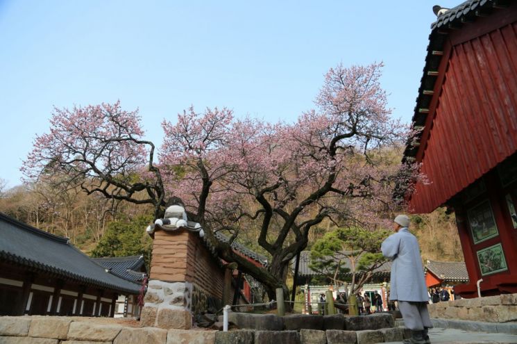 우리나라 4대 매화 ‘천연기념물 제486호 백양사 고불매’ 개화