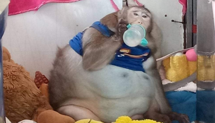 "탄산음료·햄버거…" 사람 음식 먹고 3배 뚱뚱해진 원숭이