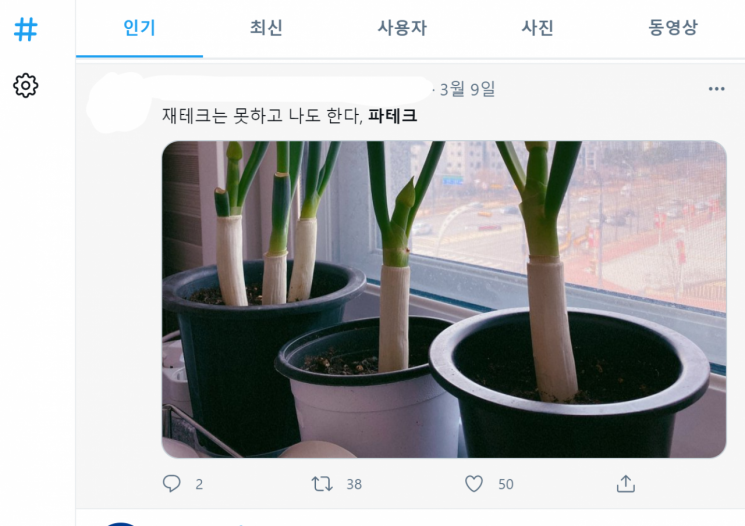 최근 급등한 대파 가격에 소비자들 사이에서는 직접 대파를 키워 먹는 '파테크' 열풍이 불고 있다. /사진 = 사회관계망서비스(SNS) 캡처