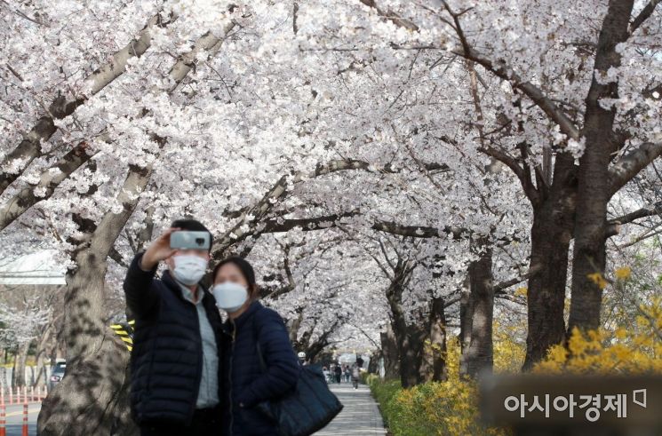 봄꽃 축제 취소에도 관광객 줄지어 … 경남도 '현장 방문 자제 당부'