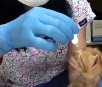 "아가가 아파요"…새끼 물고 제 발로 병원 찾은 어미 고양이