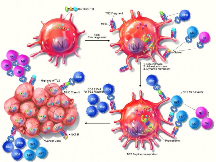 GIST 연구팀, 별 모양 면역세포로 차세대 항암치료 물질 개발 
