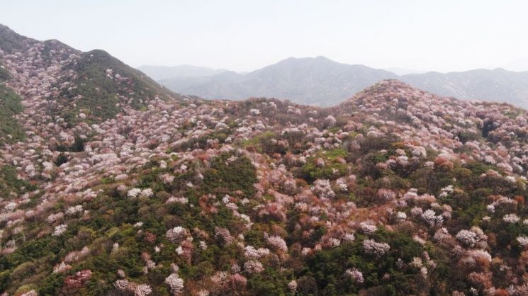 [포토]담양 고비산 자락 가득 메운 ‘산벚꽃’ 향연
