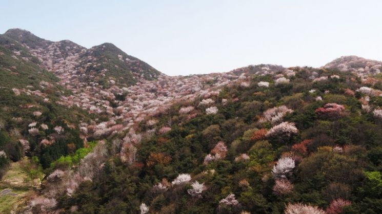 [포토]담양 고비산 자락 가득 메운 ‘산벚꽃’ 향연