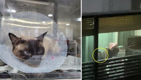 학대당한 고양이와 막대기로 고양이를 폭행하는 장면. 사진=동물권 단체 '케어' 블로그 캡처