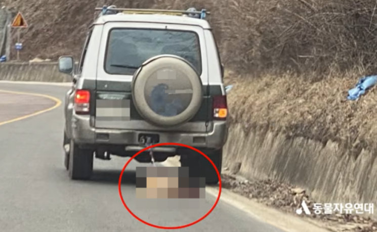 지난달 7일 경북 상주의 한 도로에서 차량이 개를 매달고 질주해 공분이 일었다. 사진=동물자유연대 페이스북 캡처