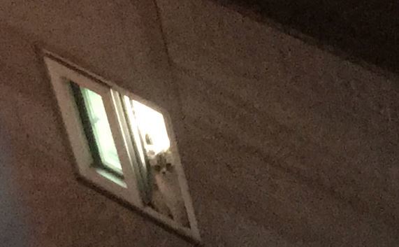 3층 창문틀에 갇혀 있는 고양이의 모습. 다음날 아침 가해자가 밀어 떨어뜨려 고양이는 뼈가 드러날 정도로 다쳤다. 사진=동물권단체 케어 페이스북 캡처