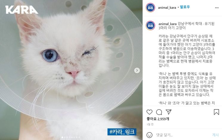 강남구에서 안구가 손상된 채로 유기된 고양이. 사진=동물권행동 카라 SNS 캡처