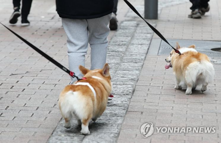 산책하는 반려견. [이미지출처=연합뉴스]