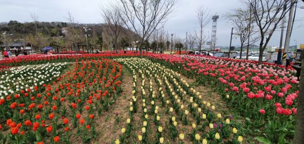 삼학도 곳곳에 심어진 튤립들이 화려 자태를 뽐내고 있다. 사진 = 목포시 제공
