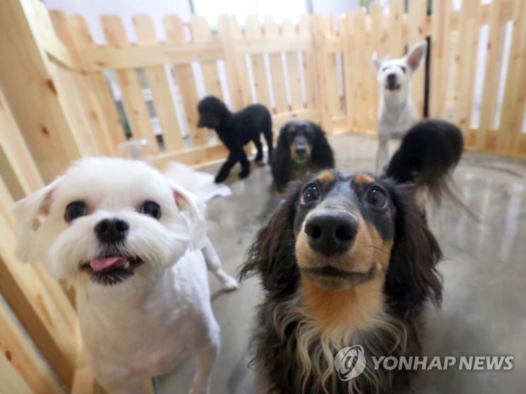 손가락 물었다고 반려견 때려죽인 20대 벌금형…시민들 "솜방망이 처벌" '공분'