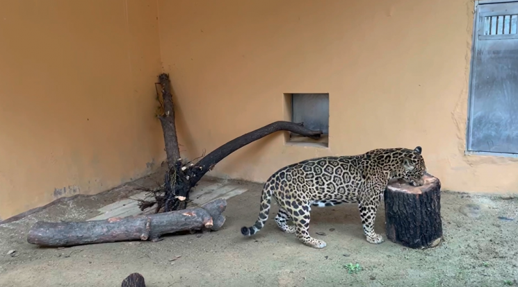 서울시, 한강공원서 정비한 나무 '서울대공원 동물 먹이'로 활용한다
