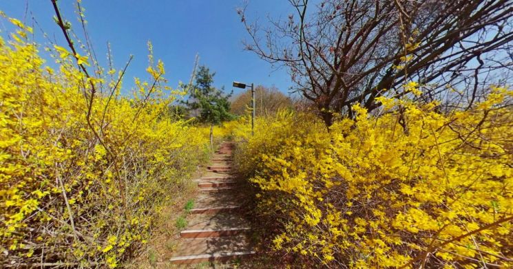 성동구, 봄꽃 명소 응봉산 개나리 꽃길, 송정 벚꽃길 로드뷰 공개