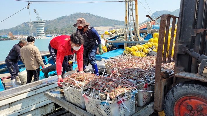 진도군, 서망항 ‘물 반 꽃게 반’ 봄꽃게 북적