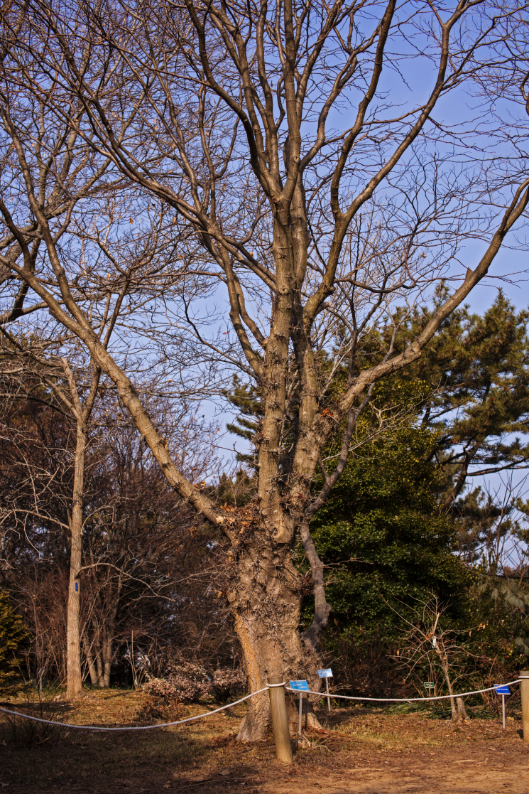 [고규홍의 나무와 사람] 성난 가시 대신 초록 잎사귀…40년 한국살이 편안한가보오