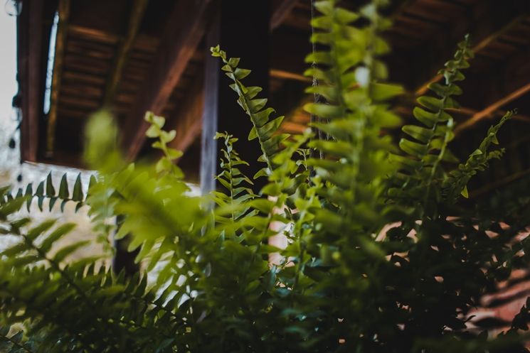 깊은 역사와 풍성한 잎을 자랑하는 보스턴 고사리. ⓒUnsplash