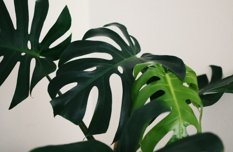 자라면서 갈라지는 잎이 인상적인 몬스테라. ⓒUnsplash
