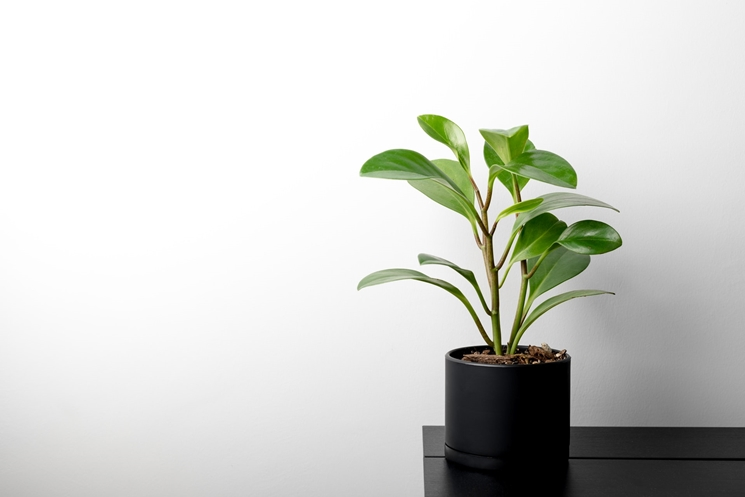 집 안에 생기 전하는 반려 식물. ⓒUnsplash
