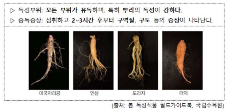 '독성식물' 봄나물로 착오, 자연독 사고 주의보