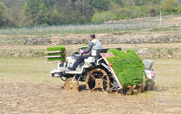 함양군, 첫 모내기 하이아미 벼 실시 ... 8월 중순경 수확