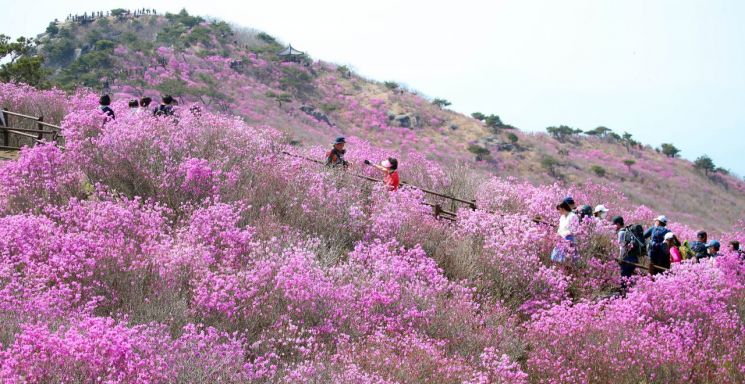 사진은 지난 11일 대구시 달성군 유가읍 비슬산이 참꽃(진달래)으로 물들어 있는 모습. [이미지출처=연합뉴스]