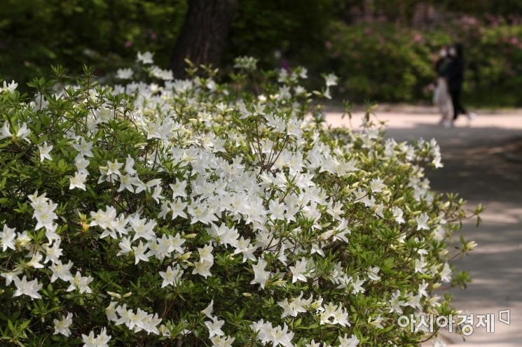[포토]하얀 봄 