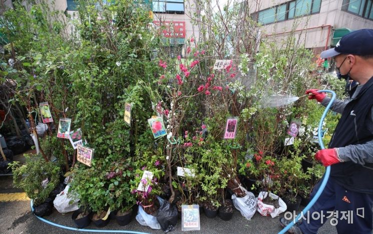 [포토] 묘목에 물 뿌리는 상인