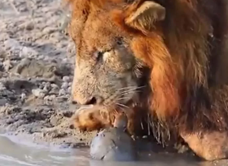 [영상]"내 구역이야!"…물 마시러 온 사자들 공격한 용맹한 거북