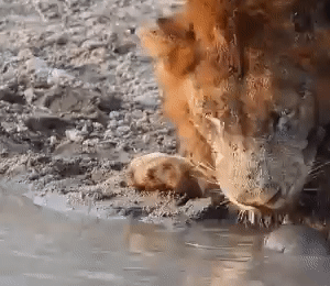 [영상]"내 구역이야!"…물 마시러 온 사자들 공격한 용맹한 거북