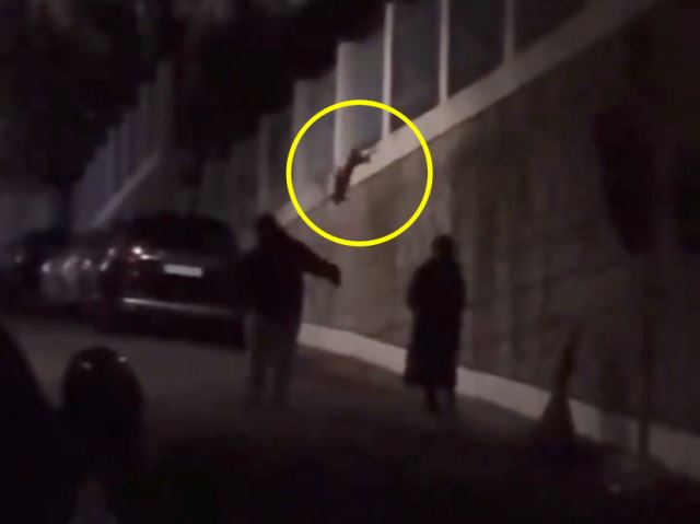 [영상]"귀엽잖아" 목줄 잡고 쥐불놀이 즐긴 견주…벌금 100만원